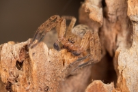 L'Olie  chaussettes. Un mle (Araneae - Sparassidae - Olios argelasius)